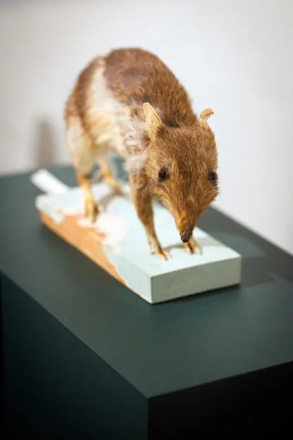 54ce0c-081126-wonders-exhibit-05
