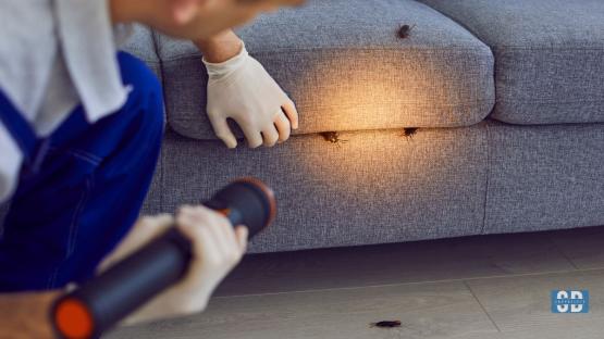 Smart Pest Management: Tips for Protecting Your Living Space