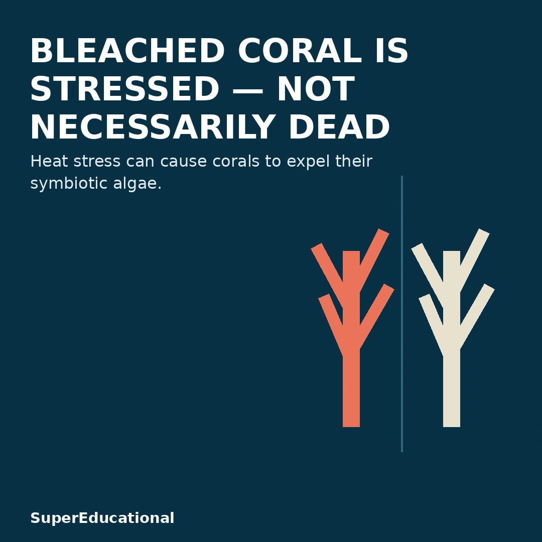 Bleached Coral Is Stressed — Not Necessarily Dead