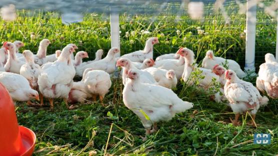 Backyard to Barnyard: A Complete Guide to Raising Chickens in Any Environment